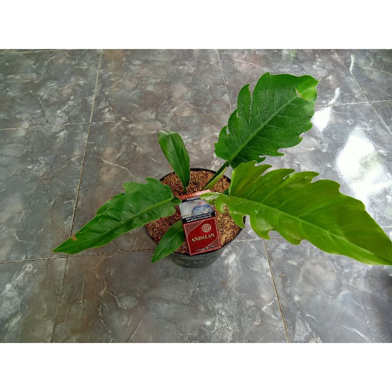 Bibit philo gergaji / philo crocodile / philo green saw