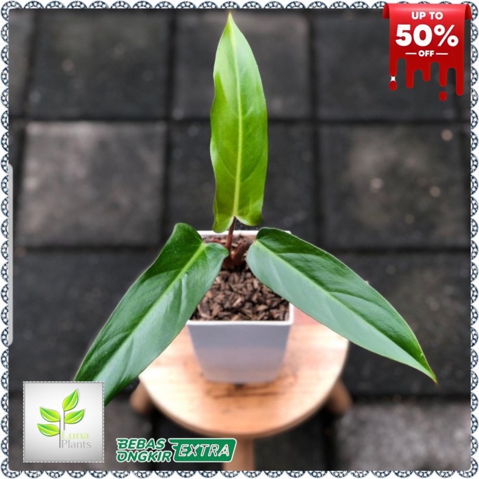 tanaman hias philodendron mexicanum - philodendron mexicanum