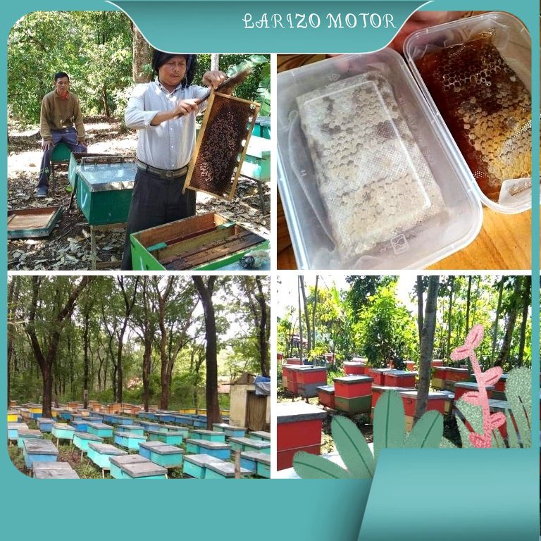 

MADU ASLI 400GR gratis jika terbukti tidak asli langsung dari tangan pertama 400 gram larizo motor