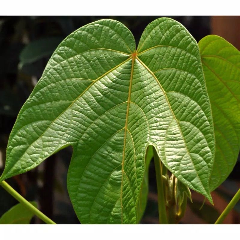 

TERMURAH DAUN PICUNG/KLUWEK/DAUN KEAPAYANG FRESH PER LEMBAR REDY LANGSUNG KIRIM