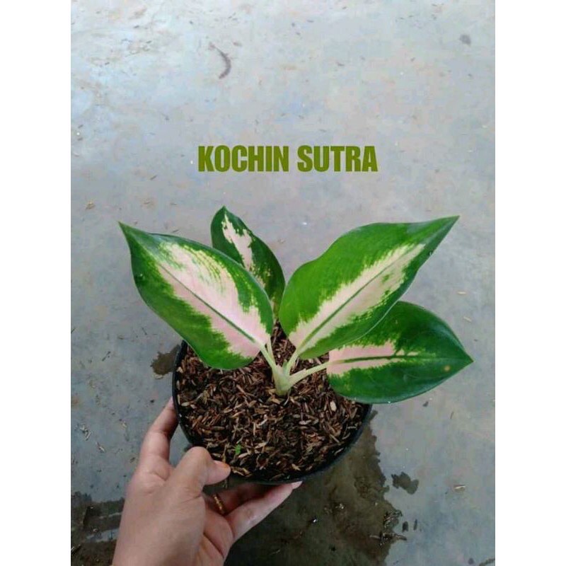 PROMO Aglonema Kochin Sutera baby/anakan - PrimitivFlora -aglonema indukan rimbun -tanaman bunga hia