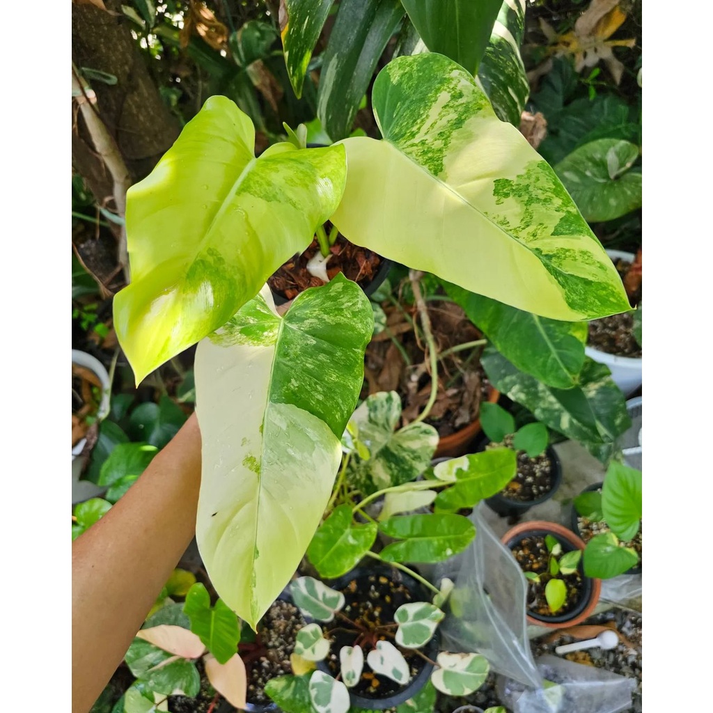 Tanaman bunga Philodendron Domesticum Variegata mewah / Philo domes varigata / pilo dome var varigat
