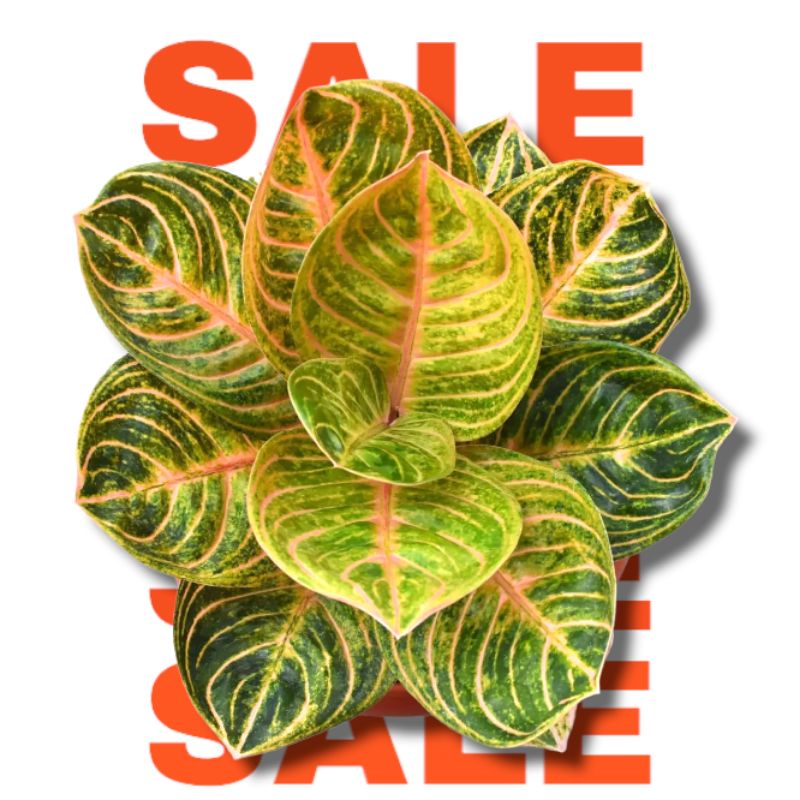 Bibit Bonggol Aglonema Rinjani