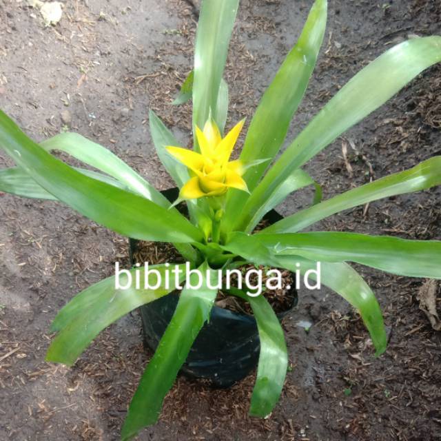 Guzmania kuning yellow / bromelia mawar kuning  - Bakul kembang