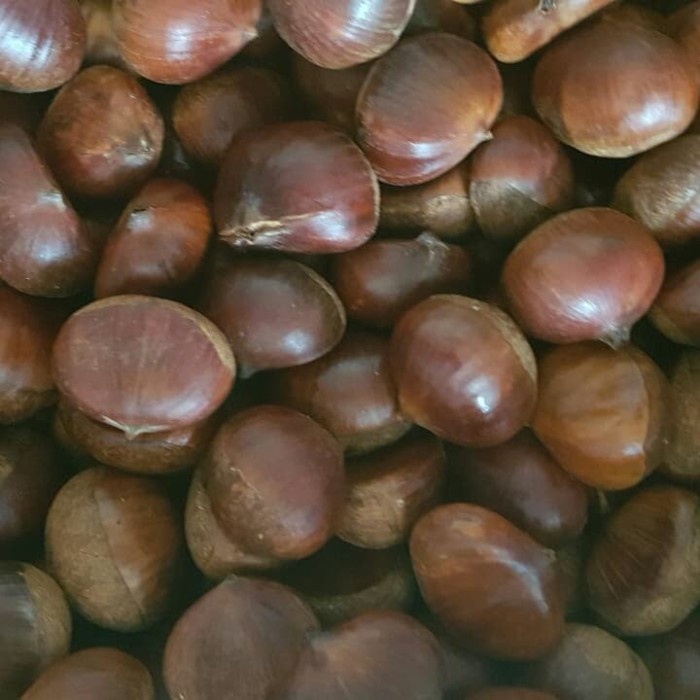 

✨NEW✨ -CHESTNUT ( KACANG KASTANYE)- 1.1.23
