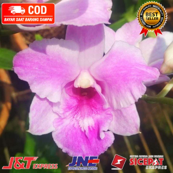 anggrek dendrobium King dragon spike