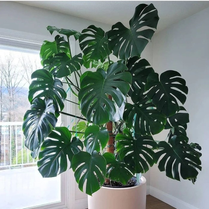 Monstera deliciosa philodendron daun terbelah / monstera king – Tanaman Hias Indoor Hidup monstera b