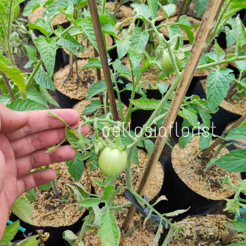 Bibit Tanaman Tomat Buah Super F1  (Sudah Berbuah) Pohon Hidup - Bakul kembang