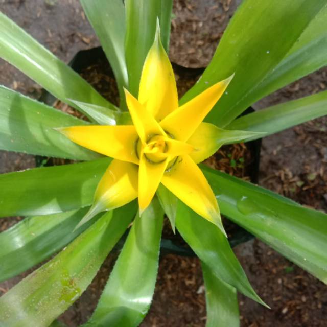 Guzmania kuning yellow / bromelia mawar kuning  - Bakul kembang
