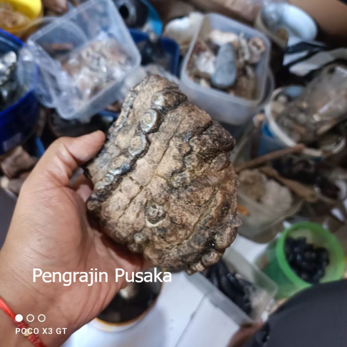 fosil gigi bam gajah ori untuk Paling Murah PP37