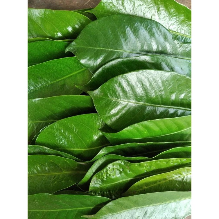 

New Promo Daun Pala Segar 100 gram - daun pilihan fresh COD