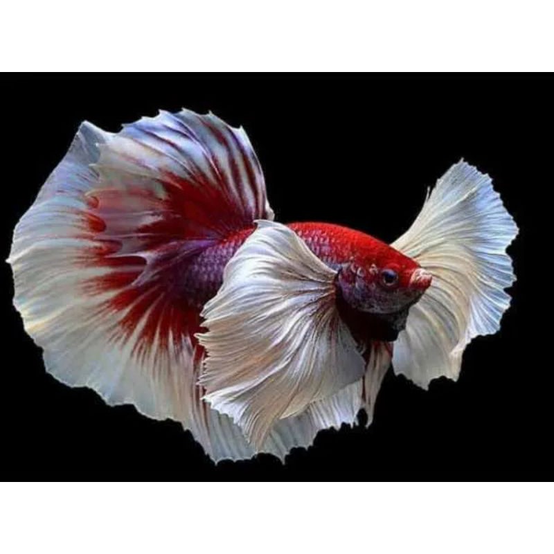 pengiriman wajib ubah jnt. hm rosetail big ear silangan dumbo ear size M,L