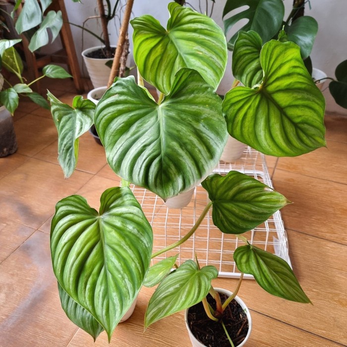 Philodendron Plowmanii - Plowmanii M / Tanaman hias murah