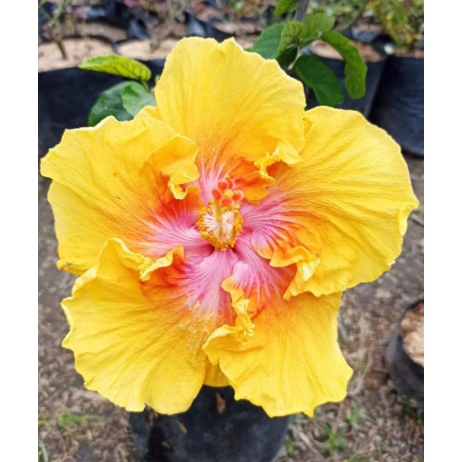 Hibiscus
