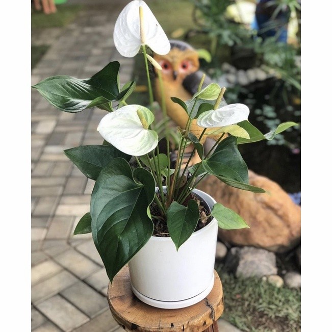tanaman hias anthurium Mikimouse bunga white/varigata tanaman hidup