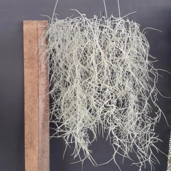 janggut musa, tanaman hias janggut dewa, foto asli