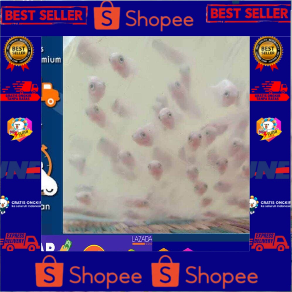 Bibit Gurame Padang Nguaci Paket 50 ekor