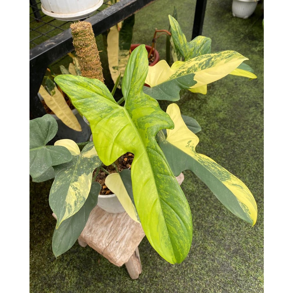Tanaman bunga Philodendron Violin Variegata bukan bonggol / Philo fiolin varigata mewah / pilo pioli