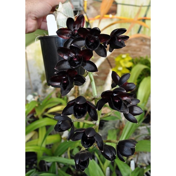 Anggrek Cymbidium black id-Tanaman hias hidup-Bunga hidup-Bunga hias-Bunga Anggrek-Anggrek hias-Anggrek hidup-kembang anggrek