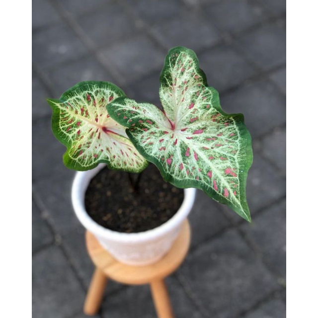 Tanaman hias keladi corong /keladi gingerland / caladium gingerland / BEAUTY.PLANTS