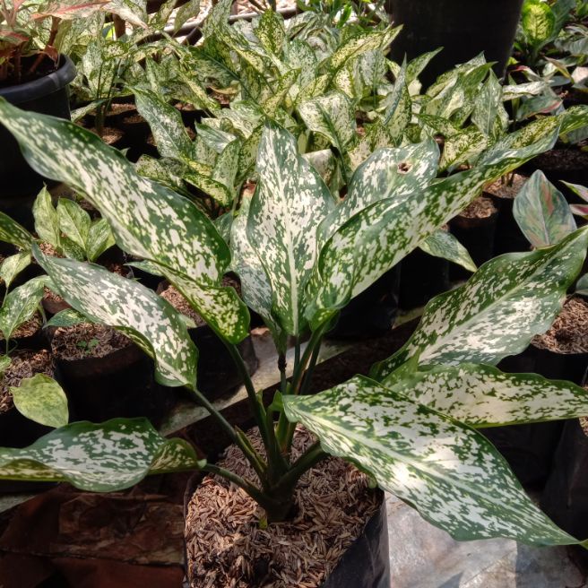 Tanaman Hias Aglonema Snow White / Tanaman Aglonema Snowhite / Pohon Aglinema Snow White Murah