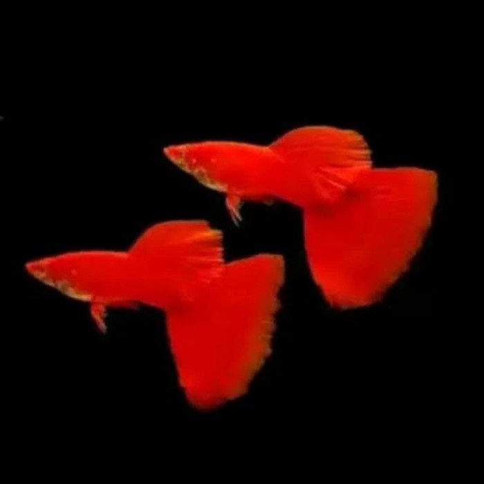 guppy AFR full red albino mata merah ikan hias aqurium aquascape guppy