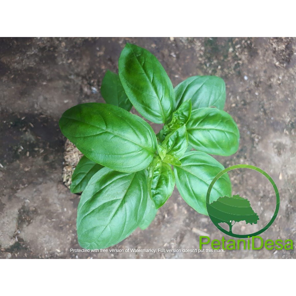 Bibit Tanaman Herbal Basil - Ocimum Basilicum -  Sweet Basil - Bakul kembang