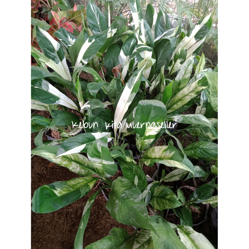 tanaman bunga sepatu filum varigata lily cantik berkualitas - Bakul kembang