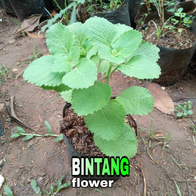 Tanaman herbal daun bangun bangun - Bakul kembang