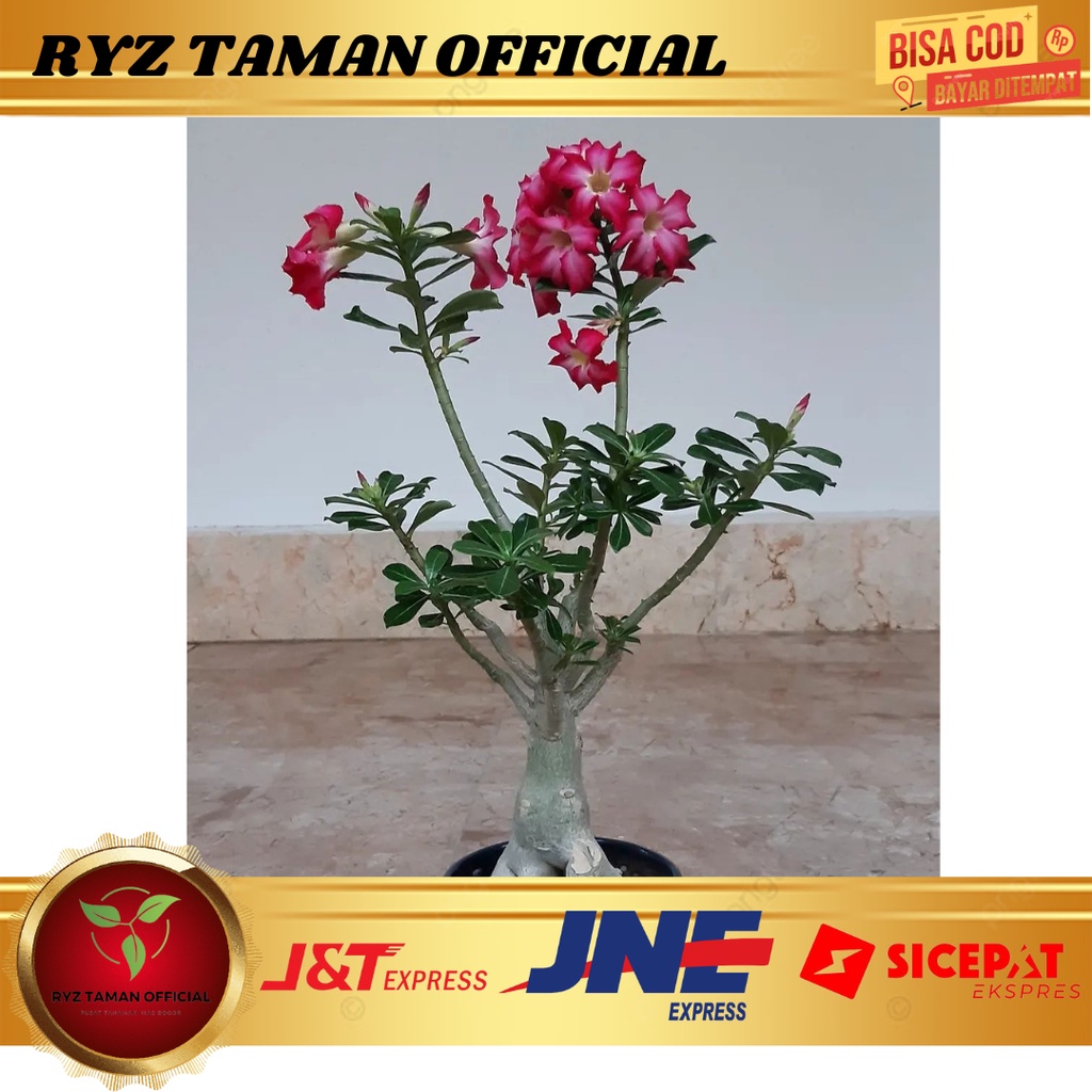 Tanaman hias Adenium kamboja Bunga kamboja tumpuk kamboja