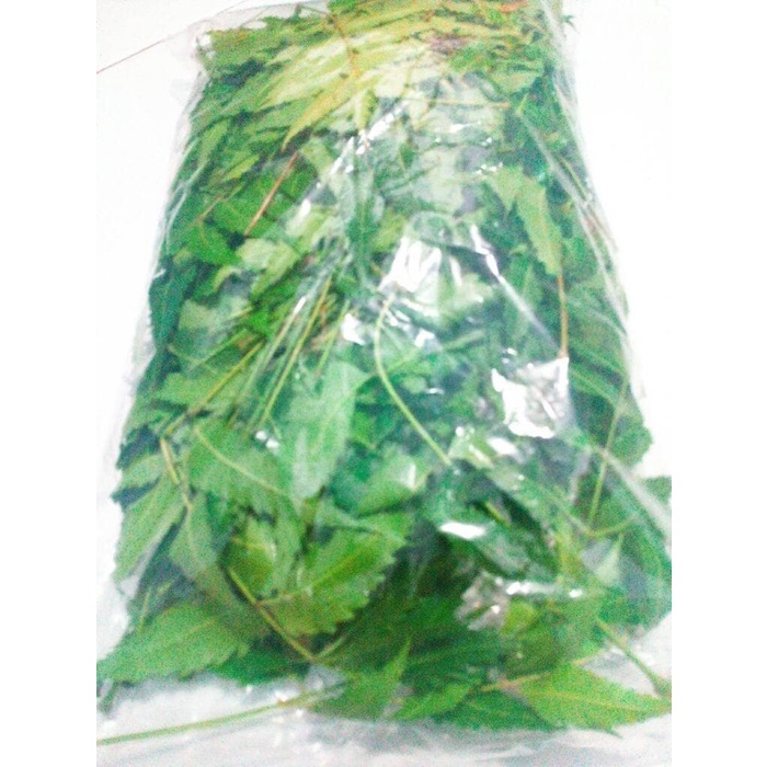 

Daun Mimba 100 Gram Fresh Basah Hidup Segar Obat Alami Herbal Alergi