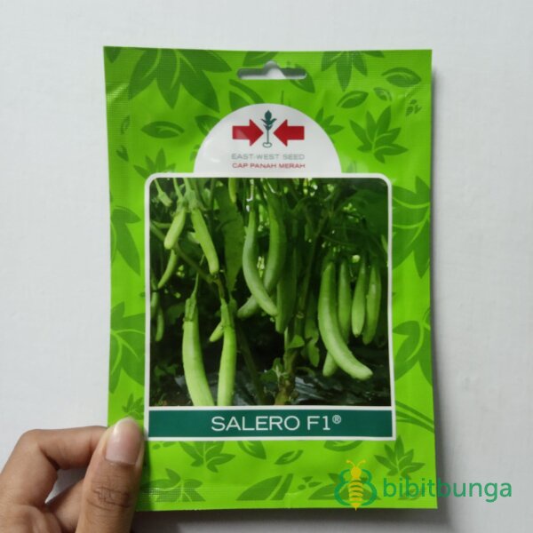 Benih Terong Terung Hijau Salero F1 Hibrida 400 Biji Bibit Panah Merah