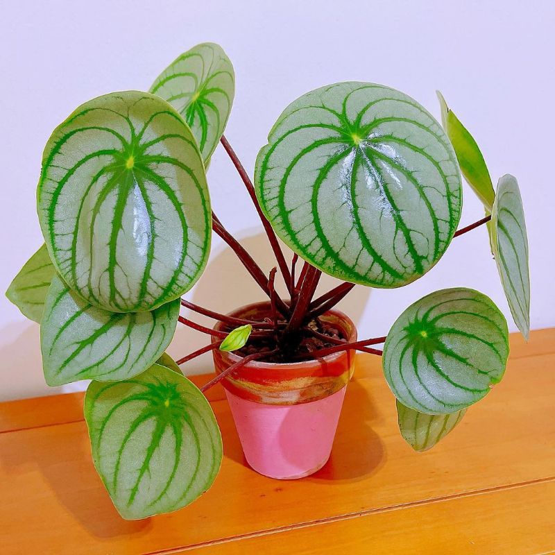 Tanaman hias Peperomia watermelon silver / Peperomia argyreia / peperomia mangkok / peperomia jumbo 