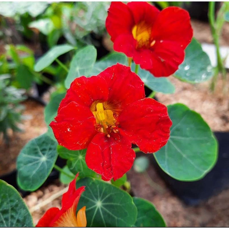 tanaman hias/bunga nasturtium merah murah &quot;realpict&quot; - Bakul kembang