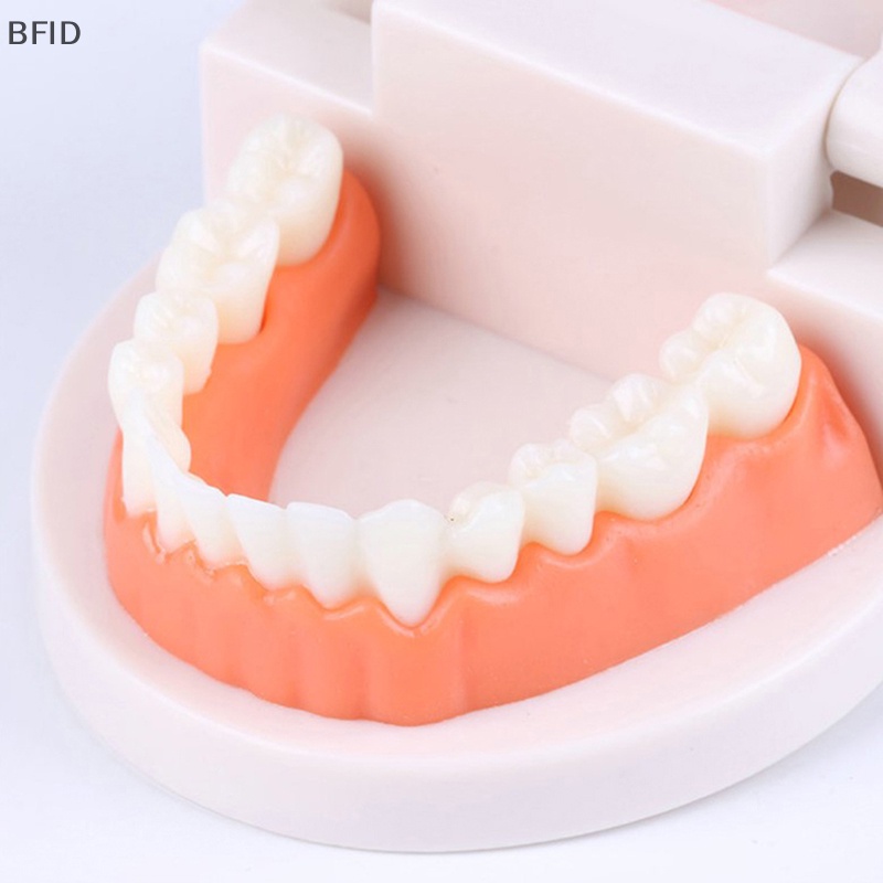 [BFID] Standard Teeth Model Standar Dewasa Typodont Demonstrasi Model Gigi Palsu Kompatibel Anak-Anak Teachig Clean Display [ID]