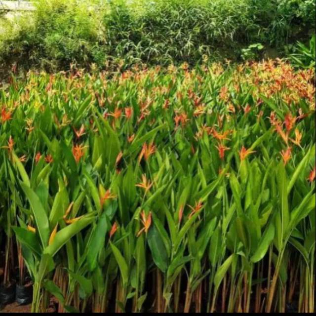 Pohon Heliconia/ pisang pisangan Tanaman indoor dan outdoor