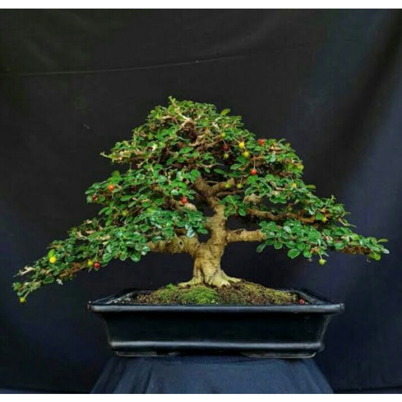tanaman bonsai hokiantea (Cormona Retusa)micro berbuah siap pajang (sesuai foto) top plant