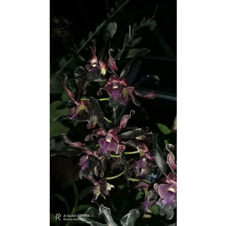 Dendrobium Black Angel