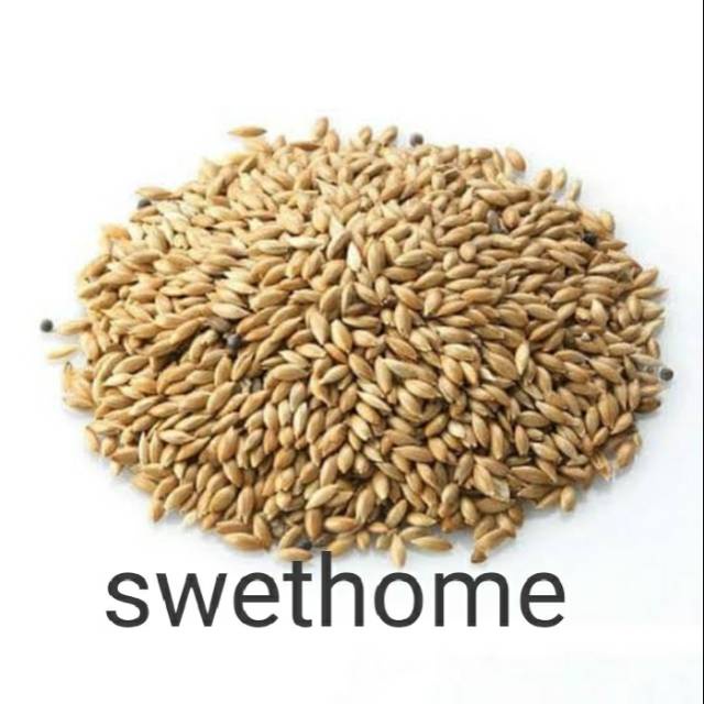 PROMO ((PROMO 250 GRAM )) benih biji rumput vertiver akar wangi penahan longsor anti erosi panas -ag