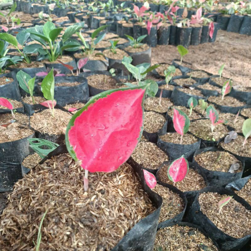 PROMO Aglonema Suksom Jaipong Anakan/Baby - PrimitivFlora -aglonema indukan rimbun -tanaman bunga hi