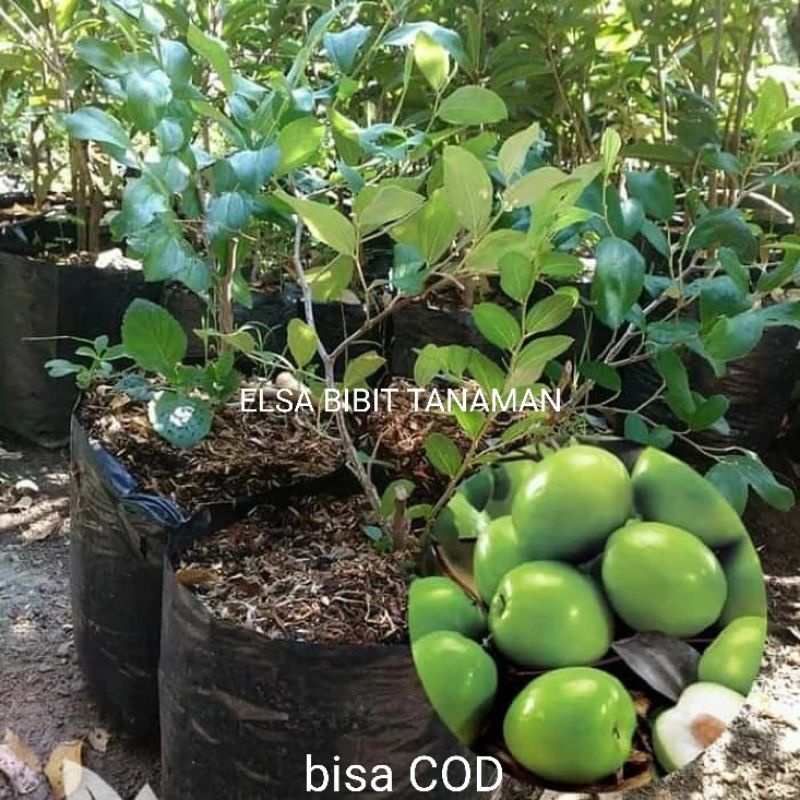 BIBIT APEL FUTSA/BIDARA INDIA OKULASI CEPAT BERBUAH