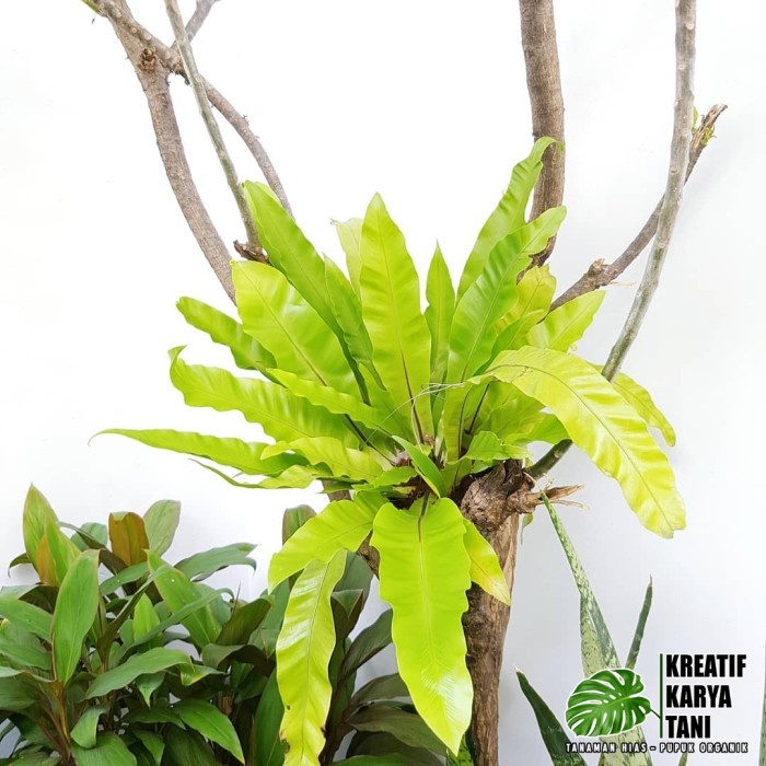 Tanaman menempel kadaka sarang burung - Kadaka sarang burung