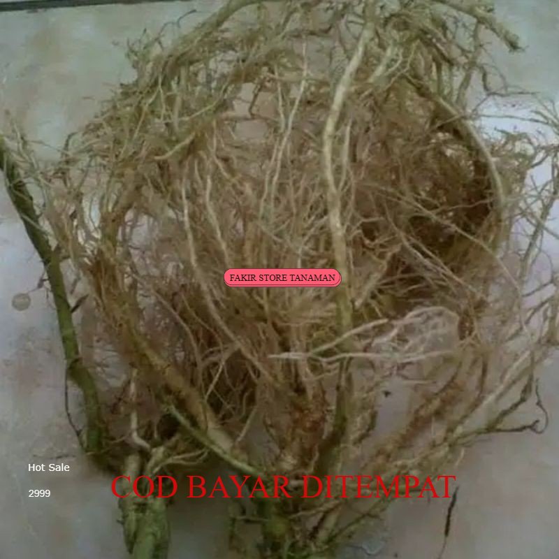 

TERMURAH Akar Takokak Segar Basah / Solanum torvum terung pipit per kg REDY LANGSUNG KIRIM
