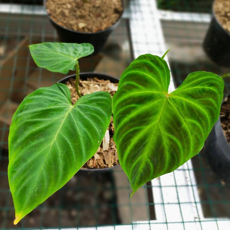 Philodendron Verrucosum 2-3 daun / Philo Verucosum - Bakul kembang
