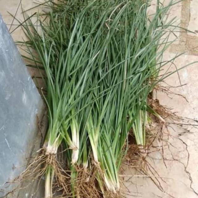 PROMO Benih bibit biji rumput vertiver per 100 gram - biji rumput tebing penahanan anti longsor -agl