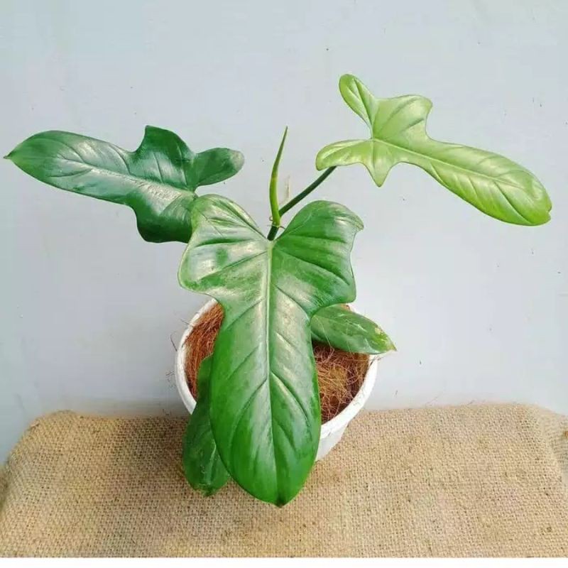 PROMO tanaman hias Philo merpati_philo -aglonema indukan rimbun -tanaman bunga hias hidup unik murah