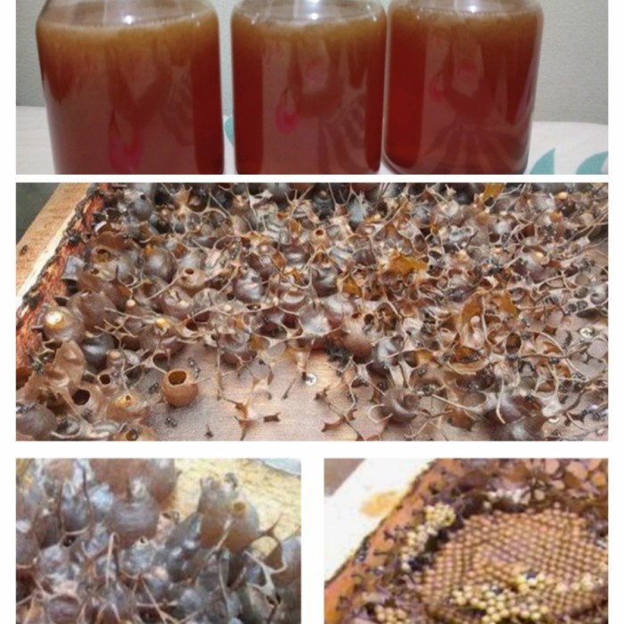 

GHA | Madu trigona,madu kelenceng,madu kelulut, madu hutan,madu alami