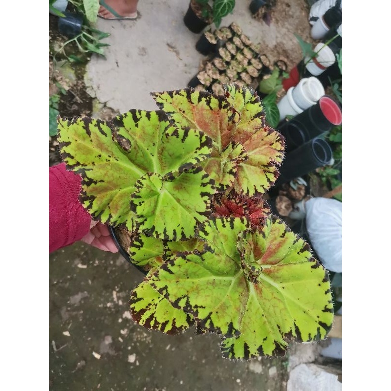 Tanaman bunga Begonia Rex Salsa / begunia jenis langka