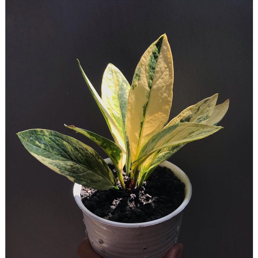 Tanaman bunga Anthurium jemani variegata menor / Anturium jemani varigata var mewah