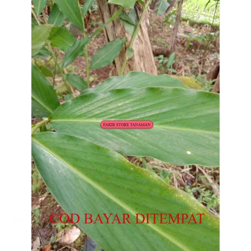 TERBAIK daun kapol  2500 rupiah 5 daun REDY LANGSUNG KIRIM